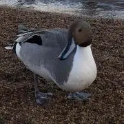 hn
