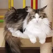 Syoたん☆