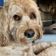 SID