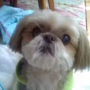 かごめ