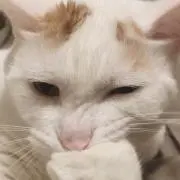 mochiの画像