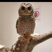 ララ