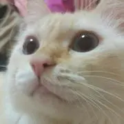 とろてぃ【断捨離中】の画像