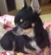 チョコ太郎の画像