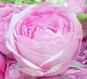 ちこ
