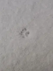 こざるのおとん。