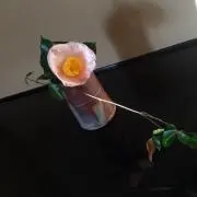 pink Camellia