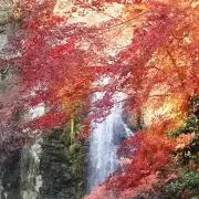 うたかたの画像