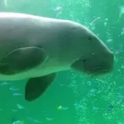 エンジェルパワーの画像