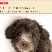 つかつかの画像