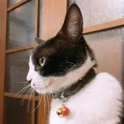 いかりん