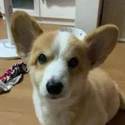 あずさ