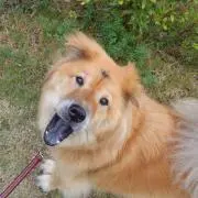 ちゃお