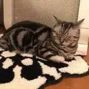 まりもんの画像