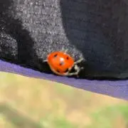 たけのこの画像