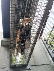 ウルルの画像