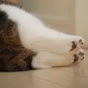 ごま豆腐の画像