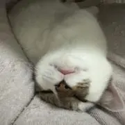 しおかんの画像