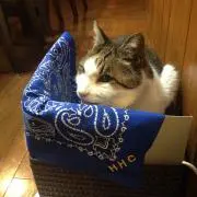 バッケンレコードの画像
