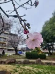macchoの画像