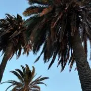 thank you(❤〰️❤)