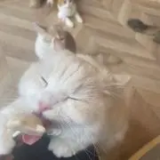 あおい