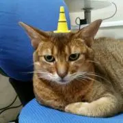 テトぽん★