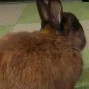 ちょんたろう