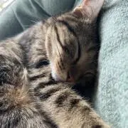 がおおおの画像