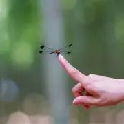 SUNの画像