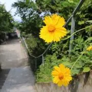 zawa  プロフ要確認の画像