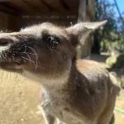 かんがるの画像