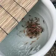 きんぎょの画像