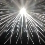 がじゅまるの画像