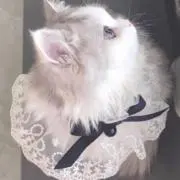 noの画像