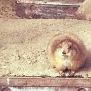 ピンナ【プロフ要確認】の画像