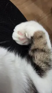 そよ花の画像