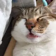 チロの画像