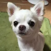 めぐりん