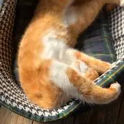 つぼりの画像