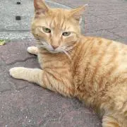 ころの画像