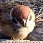 秋晴