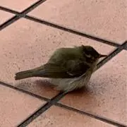 はっぴー