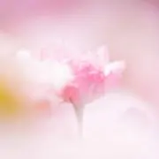 チャイ