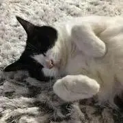 Himeriの画像