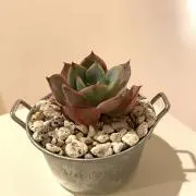 @sacoの画像