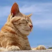 山辺