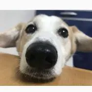 ぽんぽこの画像