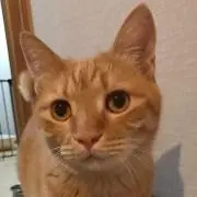 たま