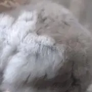 うなまるの画像
